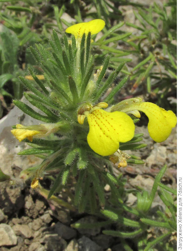 Живучка мягкая Ajuga mollis