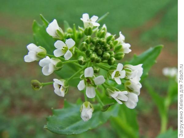 Цветки ярутки полевой