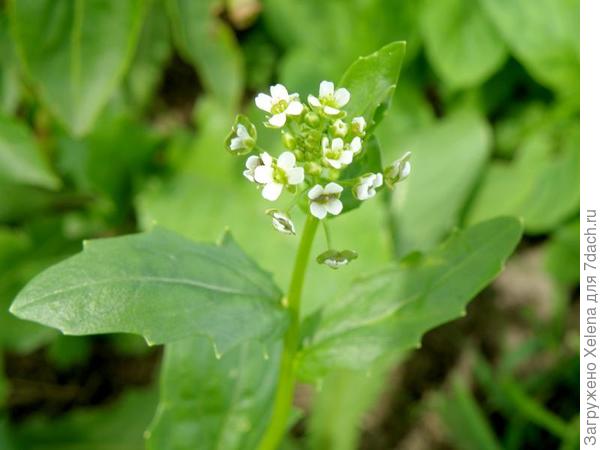 Акцент на листья ярутки полевой.