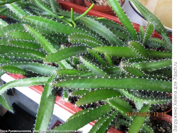 Хилоцереус ундатус (Hylocereus undatus).