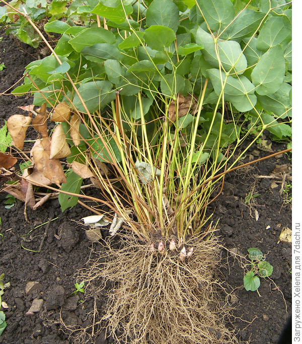 Плантариум. Горянка.