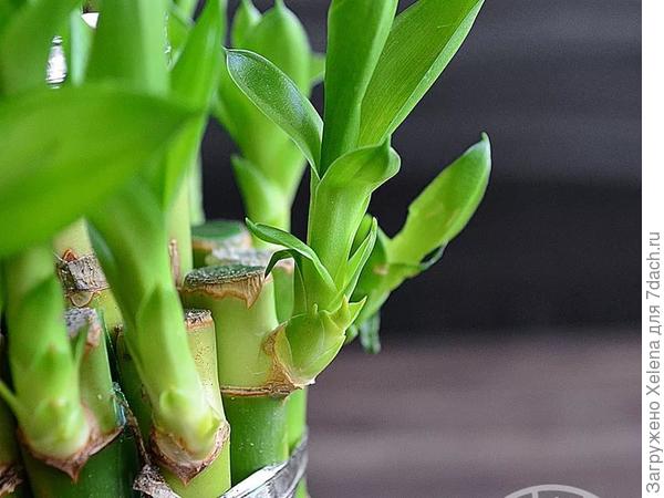 Драцена сандера.