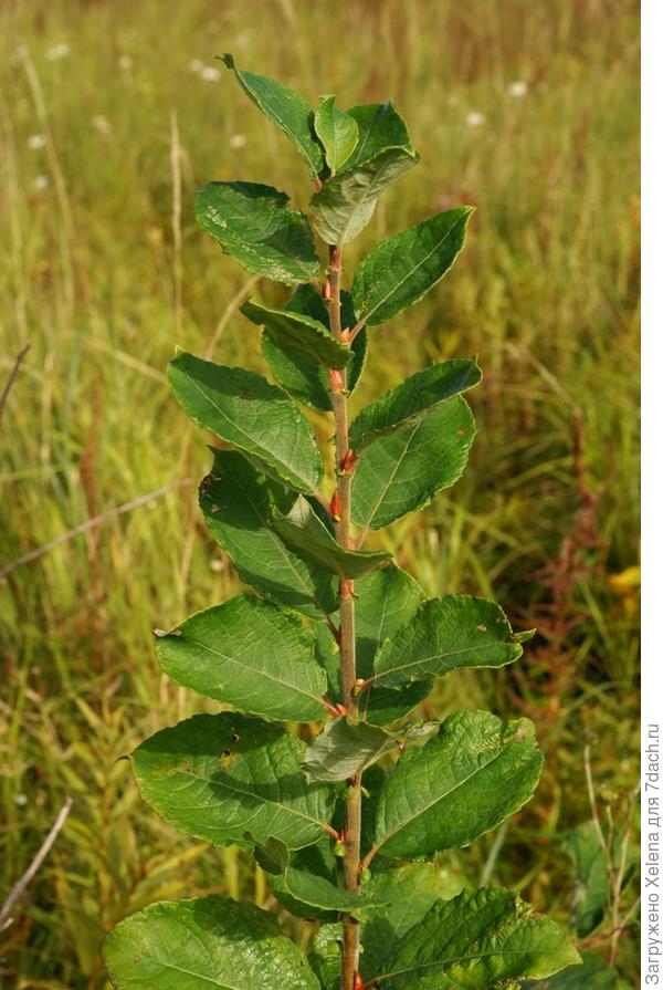 Ива скрытная.