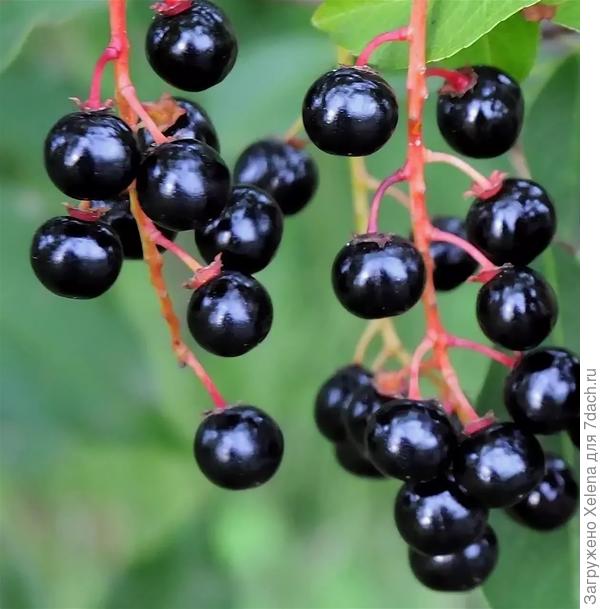 Плоды черемухи.