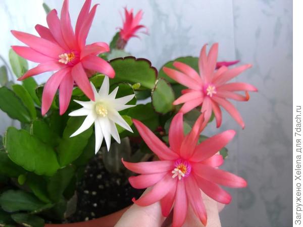 Рипсалидопсис цветы и лист.