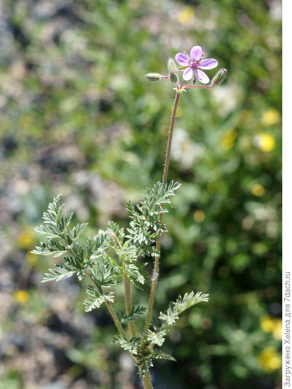 Аистник цикутовый Аистник обыкновенный. Плантариум.