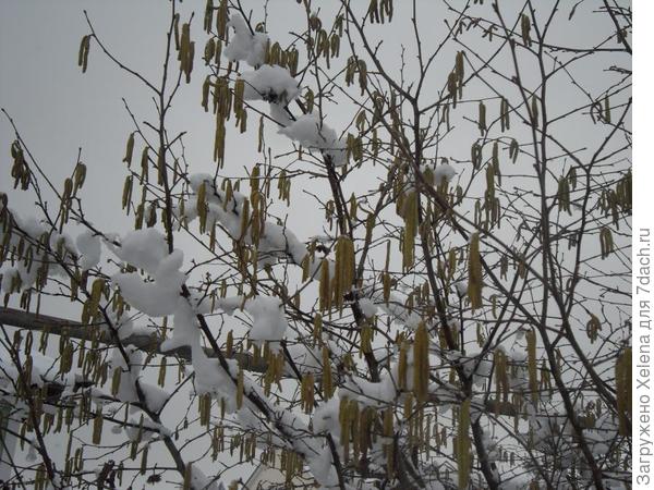 Зацвел фундук и выпал снег.14.01.2012 г.