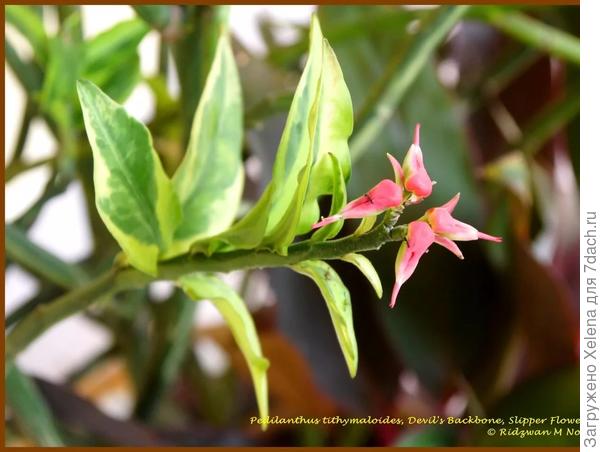 Педилантус титмалоидный.