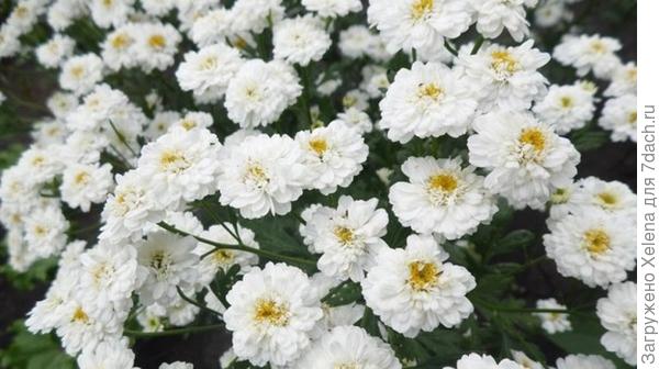 Матрикария.