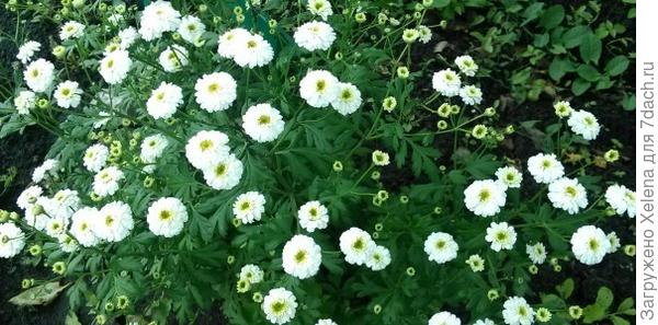 Матрикария (пиретрум)