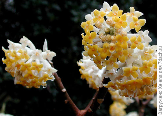 (Edgeworthia chrysanta, syn. E. papyrifera)