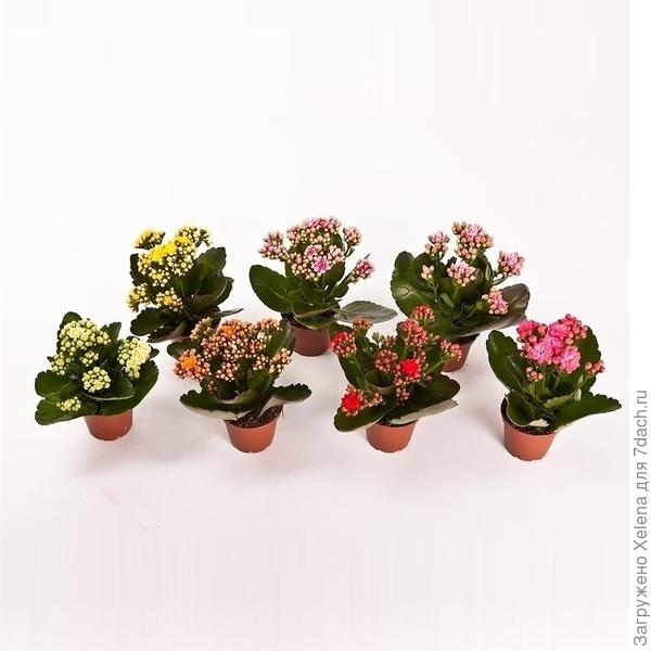 В любых сетевых продовольственных магазинах выглядят примерно так.