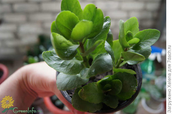 Каланхоэ Блоссфельда.