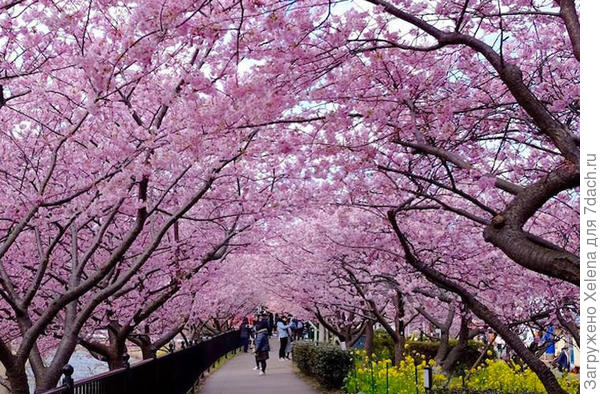 Крона сакуры.