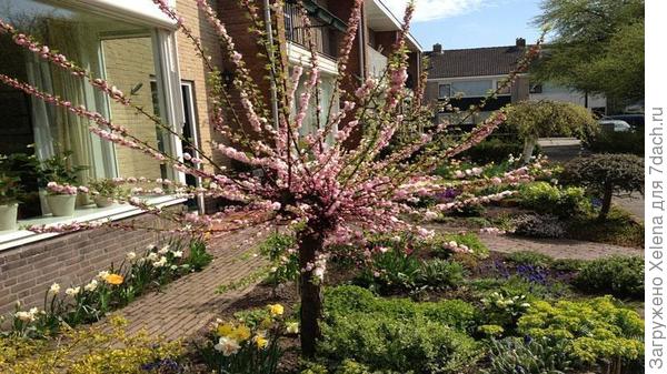 Крона миндаля.