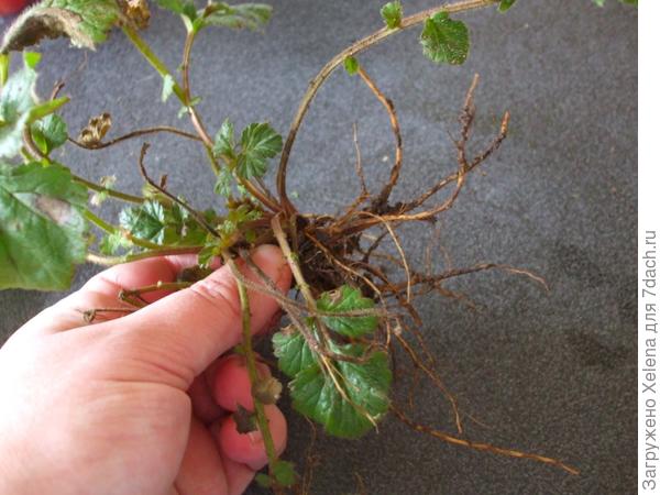 Корень гравилата.