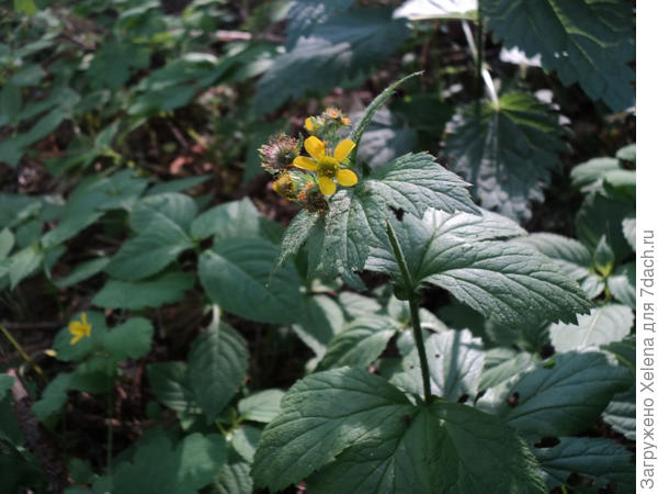 Дикорастущий гравилат городской цветки и семена.