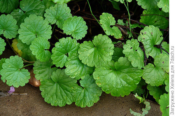 Будра плющевидная.