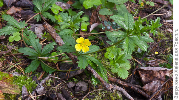 Лапчатка прямостоячая.