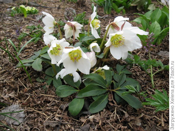 Морозник черный. Плантариум