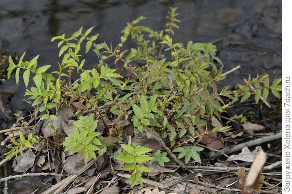 Лабазник вязолистный.