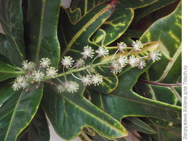 Цветение одного из сортов кротона пестрого.