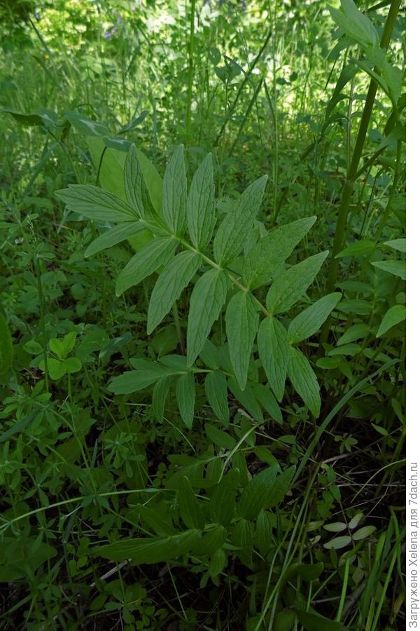 Непосредственно лист валерианы. Плантариум.