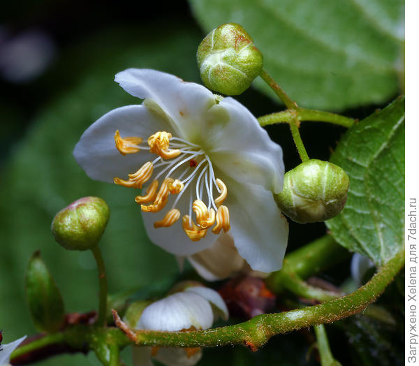 Плантариум. Цветение Актинидии коломикта.