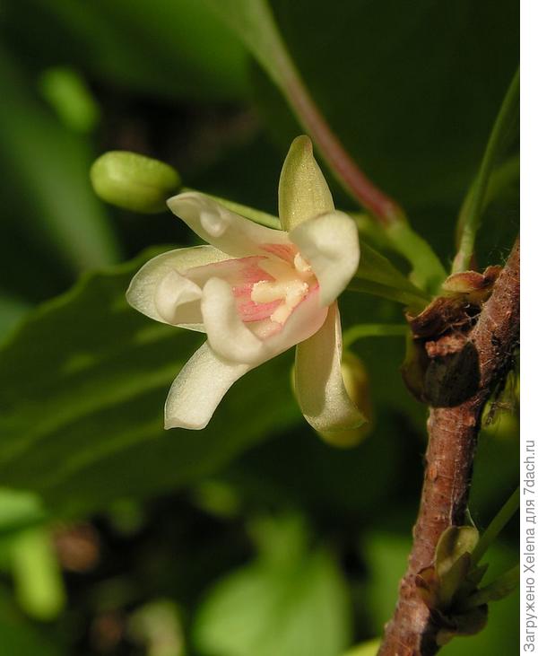 Цветение лимонника китайского. Плантариум.