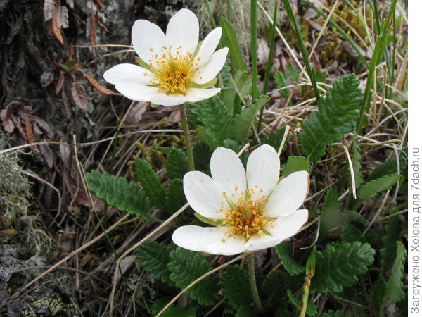 Разновидность дриады. Плантариум.