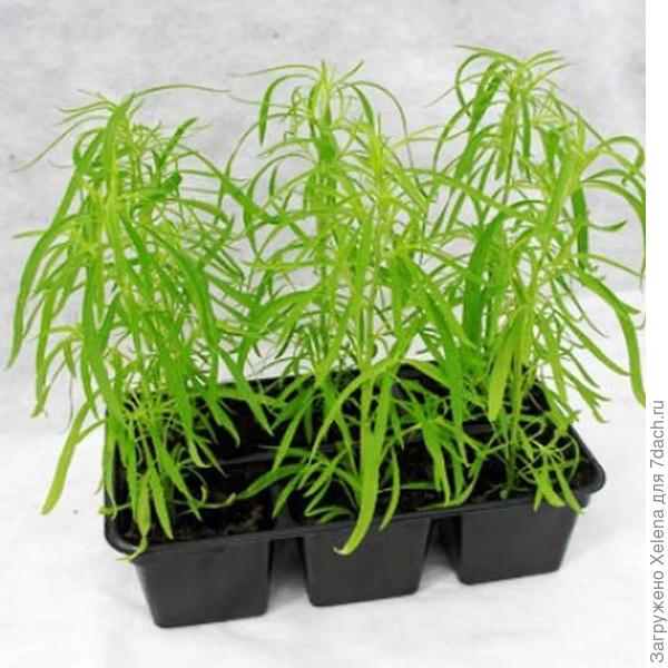 Рассада кохии.