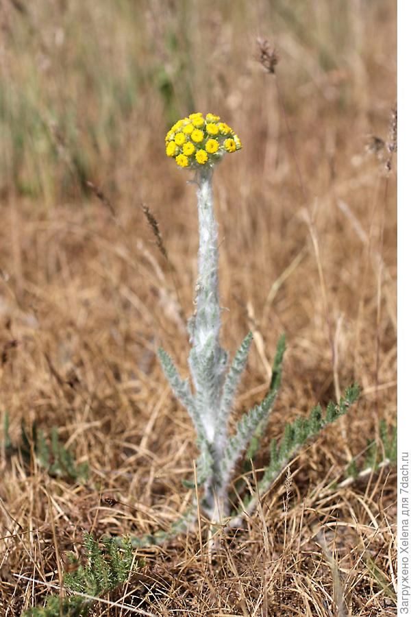 Псевдоханделия зонтичная