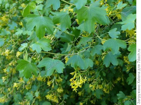 Смородина золотистая (не путать с белой).