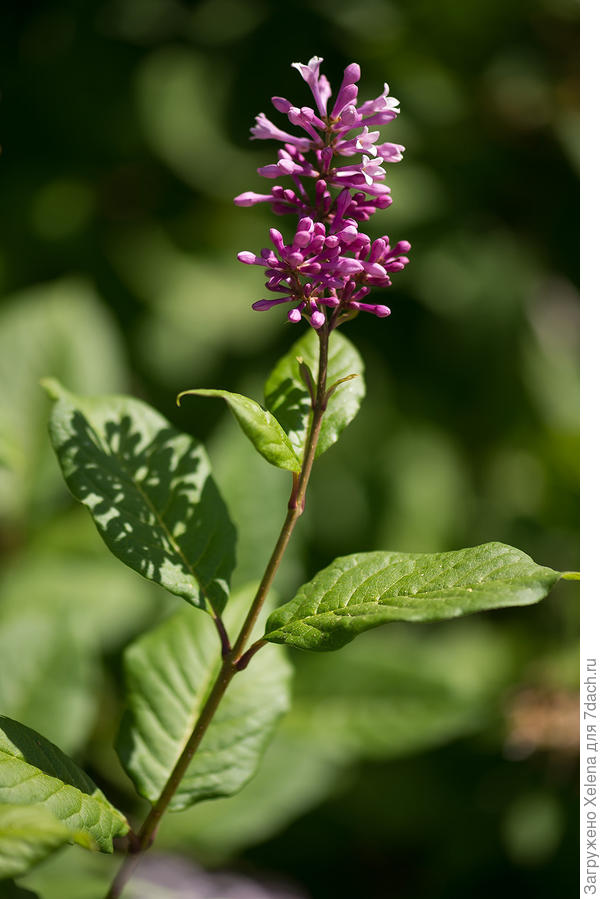 Сирень венгерская. Плантариум.