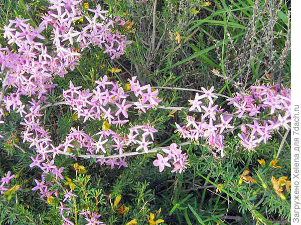 Жимолость Альберта. Плантариум.