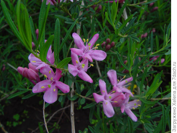 Жимолость Альберта. Плантариум.