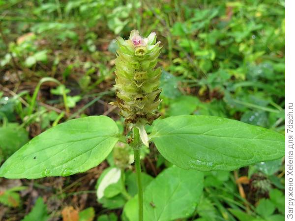 Черноголовка обыкновенная.