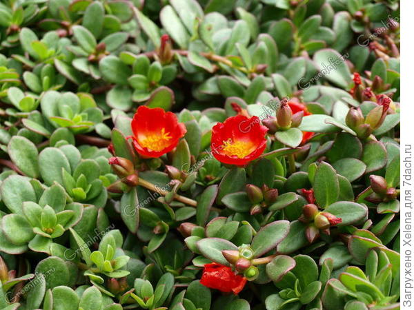 Портулак крупноцветковый (Light Pink) &copy; Фото: Рита Бриллиантова