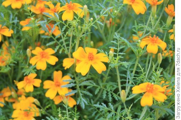Бархатцы тонколистные.
