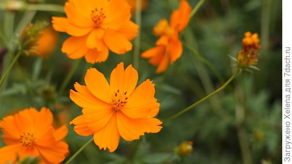 Космея серно-желтая.