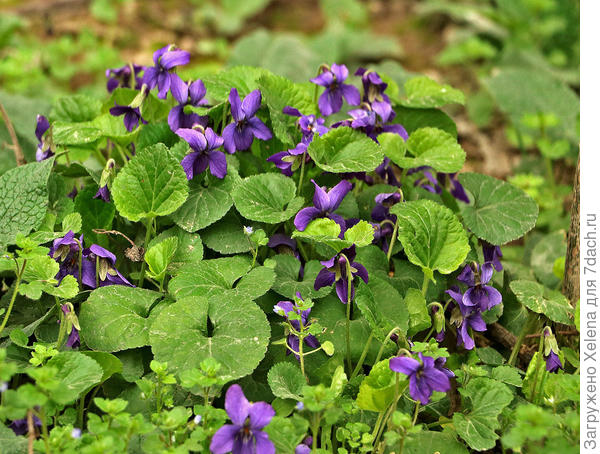 Фиалка (виола)