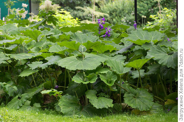 Белокопытник. Фото с плантариума.