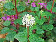 Пеперомия Фрэзера, или резедоцветная