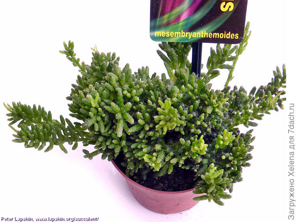 Rhipsalis mesembryanthemoides. Сайт коллекционера Петра Лапшина.