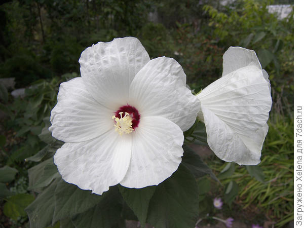 Hibiscus lasiocarpos Cav. (семейство Malvaceae)