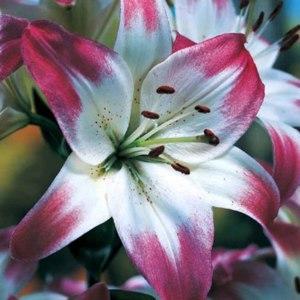 Например. Лилия азиатская Лоллипоп / Lollypop