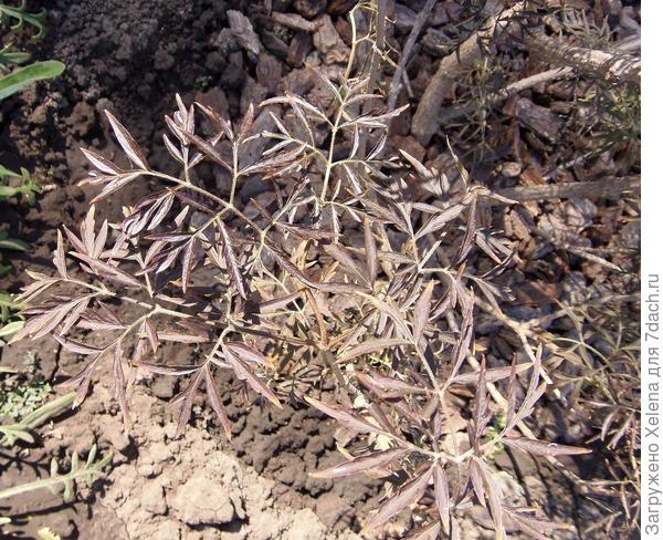 &mdash; Бузина чёрная рассечёнолистная. Плантариум.