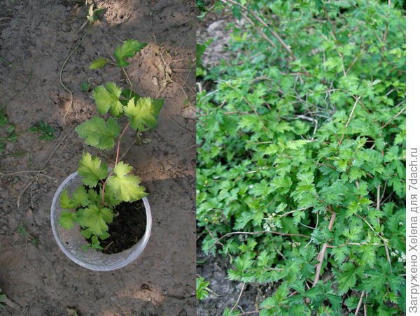 Стефанандра надрезаннолистная