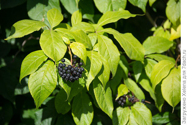 Eleutherococcus senticosus.