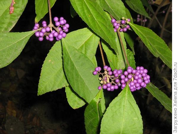 Callicarpa bodinieri H. L&eacute;v. (семейство Verbenaceae)Красивоплодник Бодинье